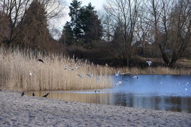 Corvus cornix, Chroicocephalus ridibundus, Fulica atra ve Anas platyrhynchos kuşları Şubat ayında Kaulsdorfer Baggersee dinlenme alanında Habermannsee Gölü yakınlarında yaşamaktadırlar. Berlin, Almanya, Avrupa.