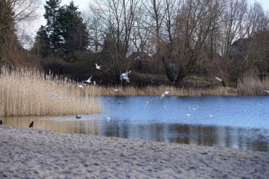 Corvus cornix, Chroicocephalus ridibundus, Fulica atra ve Anas platyrhynchos kuşları Şubat ayında Kaulsdorfer Baggersee dinlenme alanında Habermannsee Gölü yakınlarında yaşamaktadırlar. Berlin, Almanya, Avrupa.