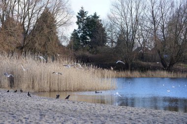 Corvus cornix, Chroicocephalus ridibundus, Fulica atra ve Anas platyrhynchos kuşları Şubat ayında Kaulsdorfer Baggersee dinlenme alanında Habermannsee Gölü yakınlarında yaşamaktadırlar. Berlin, Almanya, Avrupa.