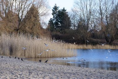 Corvus cornix, Chroicocephalus ridibundus, Fulica atra ve Anas platyrhynchos kuşları Şubat ayında Kaulsdorfer Baggersee dinlenme alanında Habermannsee Gölü yakınlarında yaşamaktadırlar. Berlin, Almanya, Avrupa.