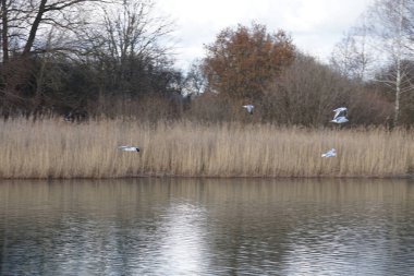 Şubat ayında Habermannsee Gölü yakınlarında Chroicocephalus ridibundus martıları ve Corvus başlıklı kargalar yaşar. Siyah başlı martı, Chroicocephalus ridibundus, küçük bir martıdır. Berlin, Almanya, Avrupa. 