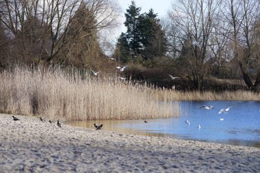 Şubat ayında Corvus cornix, Chroicocephalus ridibundus ve Anas platyrhynchos kuşları Kaulsdorfer Baggersee dinlenme alanında yaşamaktadırlar. Berlin, Almanya, Avrupa. 