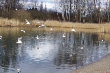 Şubat ayında Kaulsdorfer Baggersee dinlenme bölgesinde Habermannsee Gölü yakınlarında Chroicocephalus ridibundus martıları ve Anas platyrhynchos yaban ördekleri yaşamaktadır. Berlin, Almanya, Avrupa. 