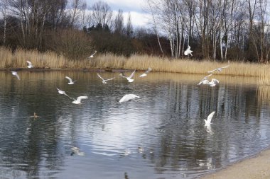 Şubat ayında Kaulsdorfer Baggersee dinlenme bölgesinde Habermannsee Gölü yakınlarında Chroicocephalus ridibundus martıları ve Anas platyrhynchos yaban ördekleri yaşamaktadır. Berlin, Almanya, Avrupa. 