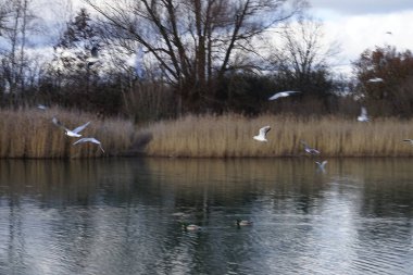 Şubat ayında Kaulsdorfer Baggersee dinlenme bölgesinde Habermannsee Gölü yakınlarında Chroicocephalus ridibundus martıları ve Anas platyrhynchos yaban ördekleri yaşamaktadır. Berlin, Almanya, Avrupa. 
