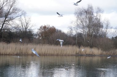 Şubat ayında Kaulsdorfer Baggersee dinlenme bölgesinde Habermannsee Gölü yakınlarında Chroicocephalus ridibundus martıları ve Anas platyrhynchos yaban ördekleri yaşamaktadır. Berlin, Almanya, Avrupa. 