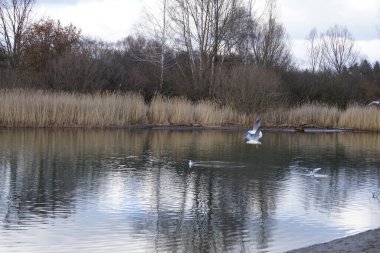 Şubat ayında Habermannsee Gölü üzerinde Chroicocephalus ridibundus martıları uçar. Siyah başlı martı, Chroicocephalus ridibundus, Palearctic 'de üreyen küçük bir martıdır. Berlin, Almanya, Avrupa. 