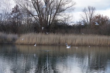 Şubat ayında Habermannsee Gölü üzerinde Chroicocephalus ridibundus martıları uçar. Siyah başlı martı, Chroicocephalus ridibundus, Palearctic 'de üreyen küçük bir martıdır. Berlin, Almanya, Avrupa. 