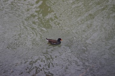 Bir Gallinula kloropus kuşu Şubat ayında dar Wuhle nehri boyunca yüzer. Bozkır tavuğu (