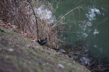 Şubat ayında Dar Wuhle nehrinin kıyısında Gallinula kloropus su kuşu bulunur. Bozkır tavuğu (