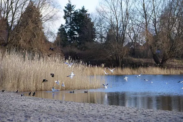 Şubat ayında Corvus cornix, Chroicocephalus ridibundus ve Anas platyrhynchos kuşları Kaulsdorfer Baggersee dinlenme alanında yaşamaktadırlar. Berlin, Almanya, Avrupa. 