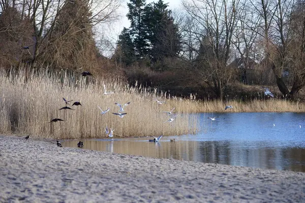 Corvus cornix, Chroicocephalus ridibundus, Fulica atra ve Anas platyrhynchos kuşları Şubat ayında Kaulsdorfer Baggersee dinlenme alanında Habermannsee Gölü yakınlarında yaşamaktadırlar. Berlin, Almanya, Avrupa.