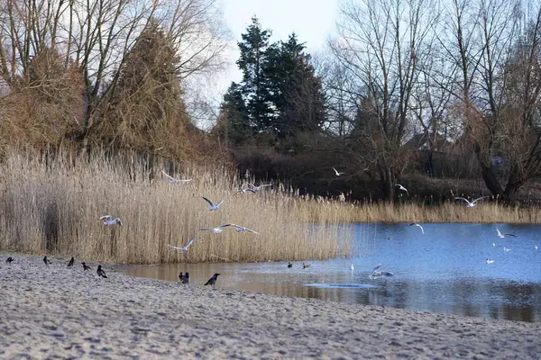 Corvus cornix, Chroicocephalus ridibundus, Fulica atra ve Anas platyrhynchos kuşları Şubat ayında Kaulsdorfer Baggersee dinlenme alanında Habermannsee Gölü yakınlarında yaşamaktadırlar. Berlin, Almanya, Avrupa.