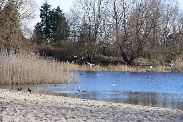 Corvus cornix, Chroicocephalus ridibundus, Fulica atra ve Anas platyrhynchos kuşları Şubat ayında Kaulsdorfer Baggersee dinlenme alanında Habermannsee Gölü yakınlarında yaşamaktadırlar. Berlin, Almanya, Avrupa.