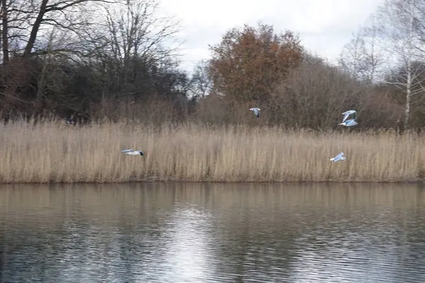 Şubat ayında Habermannsee Gölü yakınlarında Chroicocephalus ridibundus martıları ve Corvus başlıklı kargalar yaşar. Siyah başlı martı, Chroicocephalus ridibundus, küçük bir martıdır. Berlin, Almanya, Avrupa. 