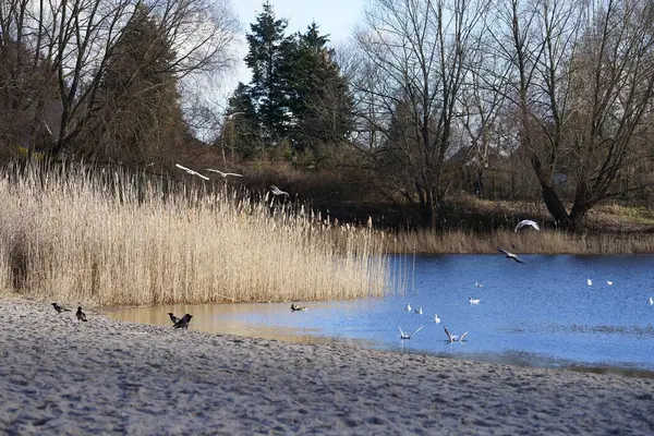 Şubat ayında Corvus cornix, Chroicocephalus ridibundus ve Anas platyrhynchos kuşları Kaulsdorfer Baggersee dinlenme alanında yaşamaktadırlar. Berlin, Almanya, Avrupa. 
