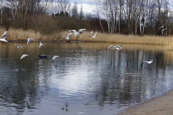 Şubat ayında Habermannsee Gölü yakınlarında Chroicocephalus ridibundus martıları ve Corvus başlıklı kargalar yaşar. Siyah başlı martı, Chroicocephalus ridibundus, küçük bir martıdır. Berlin, Almanya, Avrupa. 