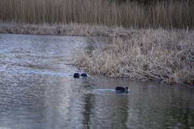 Fulica atra kuşları Şubat ayında Habermannsee gölü boyunca yüzerler. Avrasya yaban ördeği (