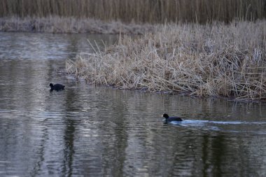 Fulica atra kuşları Şubat ayında Habermannsee gölü boyunca yüzerler. Avrasya yaban ördeği (