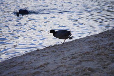 Fulica atra kuşları Şubat ayında Habermannsee gölü boyunca yüzerler. Avrasya yaban ördeği (