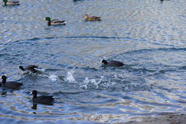 Şubat ayında Fulica atra ve Anas platyrhynchos su kuşları Habermannsee Gölü 'nde yüzerler. Avrasya yaban ördeği (
