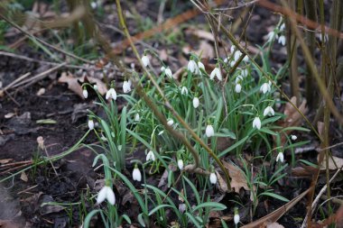 Galanthus nivalis bitkileri Şubat ayında vahşi doğada beyaz çiçeklerle çiçek açarlar. Galanthus nivalis, Galanthus cinsi içinde en çok bilinen ve yaygın olarak görülen kartopu türüdür. Berlin, Almanya, Avrupa.
