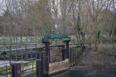 Şubat 'ta Wuhlebecken ya da Wuhlebecken arasındaki barajda oturan gri balıkçıl, Ardea cinerea. Ardea cinerea balıkçılgiller (Ardeidae) familyasından yırtıcı bir kuş türü. Berlin, Almanya, Avrupa.