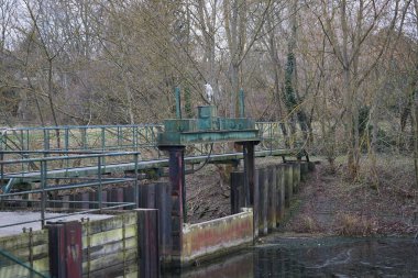 Şubat 'ta Wuhlebecken ya da Wuhlebecken arasındaki barajda oturan gri balıkçıl, Ardea cinerea. Ardea cinerea balıkçılgiller (Ardeidae) familyasından yırtıcı bir kuş türü. Berlin, Almanya, Avrupa.