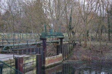 Şubat 'ta Wuhlebecken ya da Wuhlebecken arasındaki barajda oturan gri balıkçıl, Ardea cinerea. Ardea cinerea balıkçılgiller (Ardeidae) familyasından yırtıcı bir kuş türü. Berlin, Almanya, Avrupa.