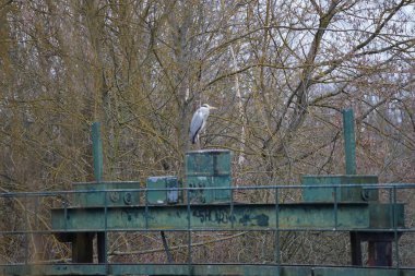 Şubat 'ta Wuhlebecken ya da Wuhlebecken arasındaki barajda oturan gri balıkçıl, Ardea cinerea. Ardea cinerea balıkçılgiller (Ardeidae) familyasından yırtıcı bir kuş türü. Berlin, Almanya, Avrupa.