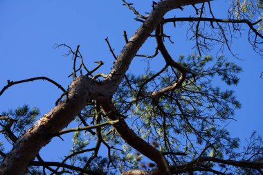 Bir Dendrocopos büyük ağaçkakanı Şubat ayında vahşi doğada bir Pinus Sylvestris ağacının dalına tünemiş. Büyük benekli ağaçkakan, Dendrocopos Major, orta büyüklükte bir ağaçkakandır. Berlin, Almanya, Avrupa.                                 