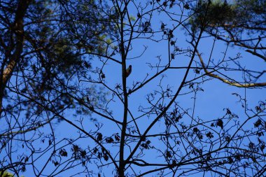 Bir Dendrocopos büyük ağaçkakanı Şubat ayında vahşi doğada bir ağaç dalına tünemiş. Büyük benekli ağaçkakan, Dendrocopos Major, orta büyüklükte bir ağaçkakandır. Berlin, Almanya, Avrupa.  