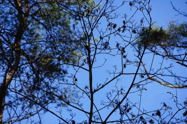 Bir Dendrocopos büyük ağaçkakanı Şubat ayında vahşi doğada bir ağaç dalına tünemiş. Büyük benekli ağaçkakan, Dendrocopos Major, orta büyüklükte bir ağaçkakandır. Berlin, Almanya, Avrupa.  