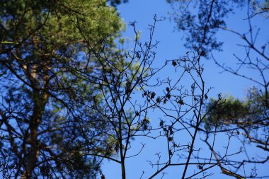 Bir Dendrocopos büyük ağaçkakanı Şubat ayında vahşi doğada bir ağaç dalına tünemiş. Büyük benekli ağaçkakan, Dendrocopos Major, orta büyüklükte bir ağaçkakandır. Berlin, Almanya, Avrupa.  