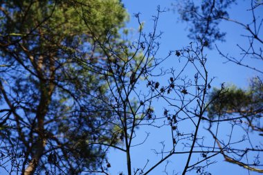 Bir Dendrocopos büyük ağaçkakanı Şubat ayında vahşi doğada bir ağaç dalına tünemiş. Büyük benekli ağaçkakan, Dendrocopos Major, orta büyüklükte bir ağaçkakandır. Berlin, Almanya, Avrupa.  
