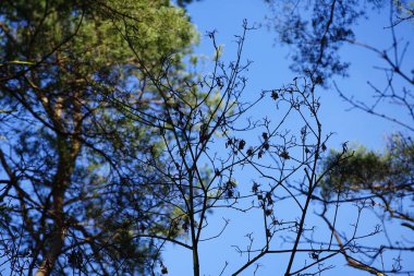 Bir Dendrocopos büyük ağaçkakanı Şubat ayında vahşi doğada bir ağaç dalına tünemiş. Büyük benekli ağaçkakan, Dendrocopos Major, orta büyüklükte bir ağaçkakandır. Berlin, Almanya, Avrupa.  