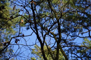 Bir Dendrocopos büyük ağaçkakanı Şubat ayında vahşi doğada bir ağaç dalına tünemiş. Büyük benekli ağaçkakan, Dendrocopos Major, orta büyüklükte bir ağaçkakandır. Berlin, Almanya, Avrupa.  