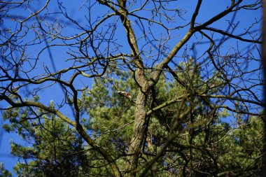 Bir Dendrocopos büyük ağaçkakanı Şubat ayında vahşi doğada bir ağaç dalına tünemiş. Büyük benekli ağaçkakan, Dendrocopos Major, orta büyüklükte bir ağaçkakandır. Berlin, Almanya, Avrupa.  
