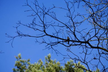Bir Dendrocopos büyük ağaçkakanı Şubat ayında vahşi doğada bir ağaç dalına tünemiş. Büyük benekli ağaçkakan, Dendrocopos Major, orta büyüklükte bir ağaçkakandır. Berlin, Almanya, Avrupa.  