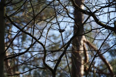 A Parus major bird perches on a tree branch in the wild in February. The great tit, Parus major, is a small passerine bird in the tit family Paridae. Berlin, Germany, Europe. 