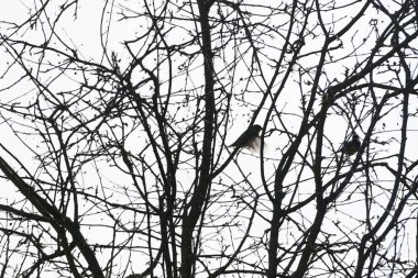 A Parus major and a Passer domesticus birds sitting on a Malus 'Liset' tree branch in February. The great tit, Parus major, is a small passerine bird in the tit family Paridae. Berlin, Germany, Europe.                                