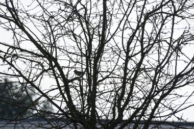 A Parus major bird perches on a tree branch in the wild in February. The great tit, Parus major, is a small passerine bird in the tit family Paridae. Berlin, Germany, Europe. 