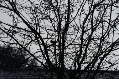 A Parus major bird perches on a tree branch in the wild in February. The great tit, Parus major, is a small passerine bird in the tit family Paridae. Berlin, Germany, Europe. 