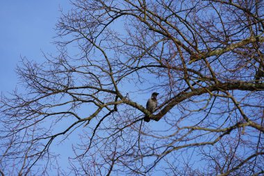 Şubat ayında bir Corvus Cornix kuşu bir Tilia kordata ağacının dalında oturur. Kukuletalı karga (