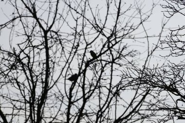A Parus major and a Passer domesticus birds sitting on a Malus 'Liset' tree branch in February. The great tit, Parus major, is a small passerine bird in the tit family Paridae. Berlin, Germany, Europe.                                