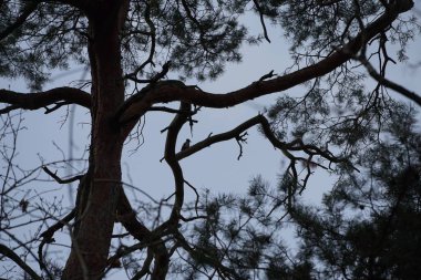 Bir Dendrocopos büyük ağaçkakanı Şubat ayında vahşi doğada bir Pinus Sylvestris ağacının dalına tünemiş. Büyük benekli ağaçkakan, Dendrocopos Major, orta büyüklükte bir ağaçkakandır. Berlin, Almanya, Avrupa.                                 