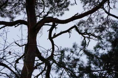 Bir Dendrocopos büyük ağaçkakanı Şubat ayında vahşi doğada bir Pinus Sylvestris ağacının dalına tünemiş. Büyük benekli ağaçkakan, Dendrocopos Major, orta büyüklükte bir ağaçkakandır. Berlin, Almanya, Avrupa.                                 