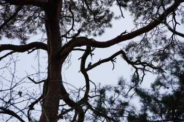 Bir Dendrocopos büyük ağaçkakanı Şubat ayında vahşi doğada bir Pinus Sylvestris ağacının dalına tünemiş. Büyük benekli ağaçkakan, Dendrocopos Major, orta büyüklükte bir ağaçkakandır. Berlin, Almanya, Avrupa.                                 