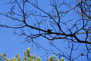 Bir Dendrocopos büyük ağaçkakanı Şubat ayında vahşi doğada bir ağaç dalına tünemiş. Büyük benekli ağaçkakan, Dendrocopos Major, orta büyüklükte bir ağaçkakandır. Berlin, Almanya, Avrupa.  