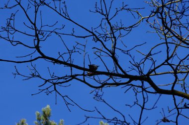 Bir Dendrocopos büyük ağaçkakanı Şubat ayında vahşi doğada bir ağaç dalına tünemiş. Büyük benekli ağaçkakan, Dendrocopos Major, orta büyüklükte bir ağaçkakandır. Berlin, Almanya, Avrupa.                                